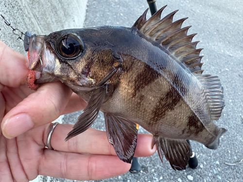 メバルの釣果