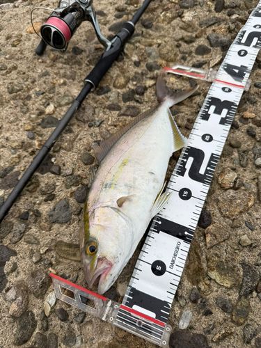 シオの釣果