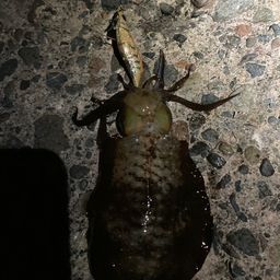 アオリイカ