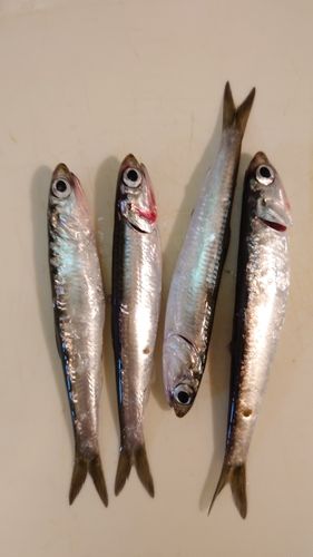 オリジナルメーカー海釣り公園
