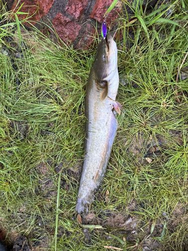 ナマズの釣果