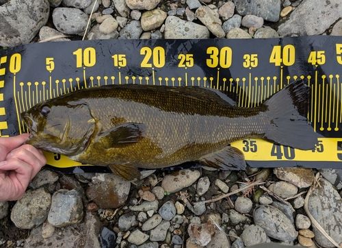 スモールマウスバスの釣果