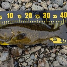 スモールマウスバス