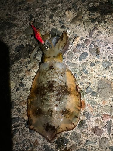 アオリイカの釣果