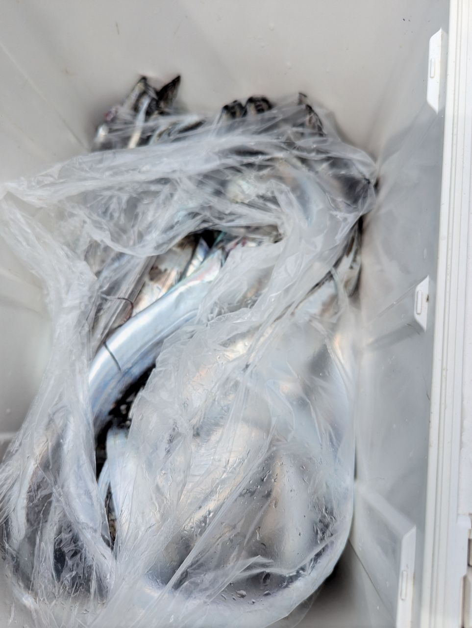 生き返れ饅頭さんの釣果 1枚目の画像