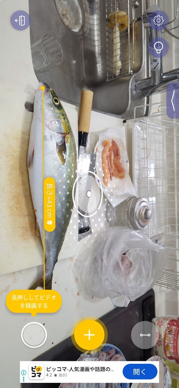 生き返れ饅頭さんの釣果 2枚目の画像