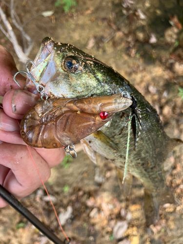 ラージマウスバスの釣果