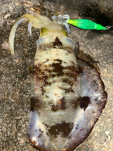 アオリイカの釣果