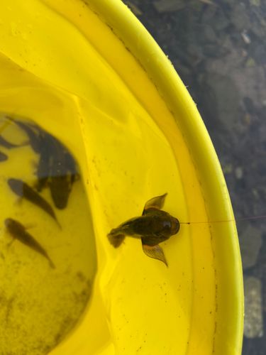 チチブの釣果