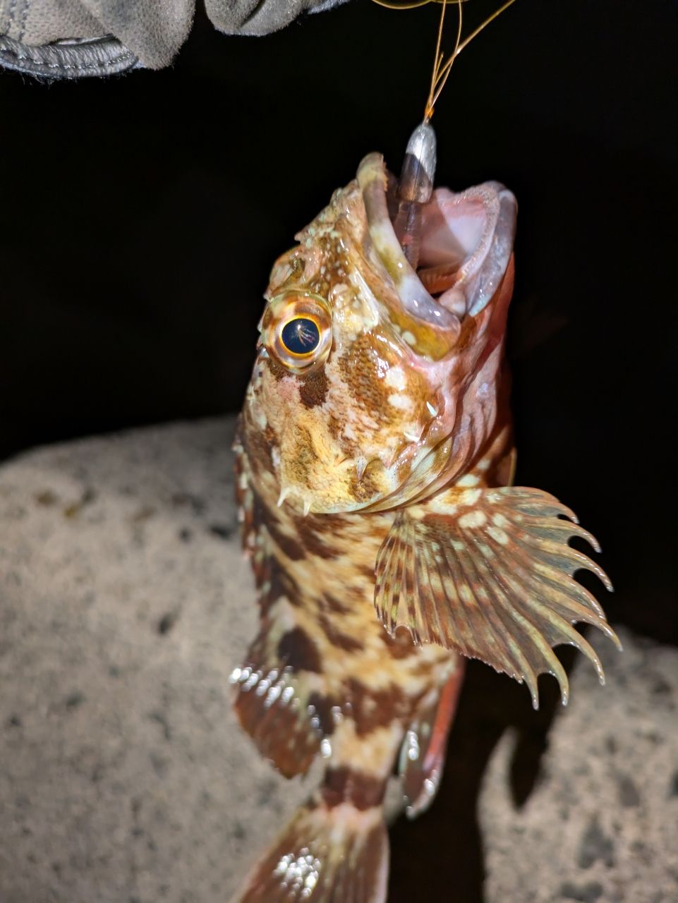 カサゴ