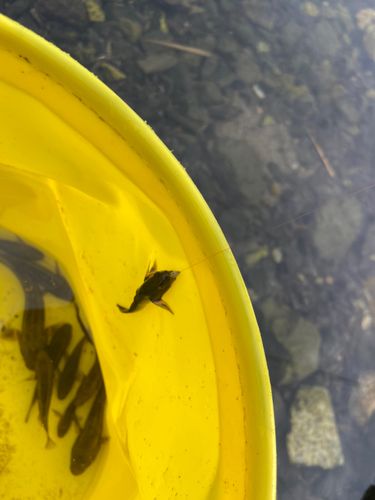 チチブの釣果