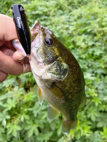 ラージマウスバスの釣果