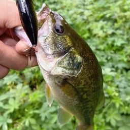 ラージマウスバス