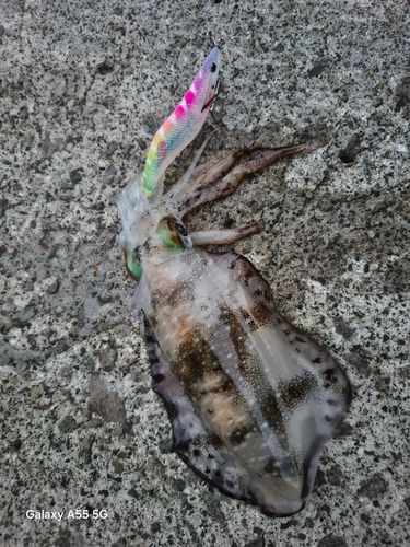 アオリイカの釣果