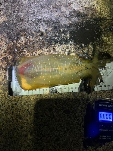 アオリイカの釣果