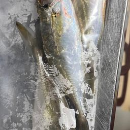 アジ