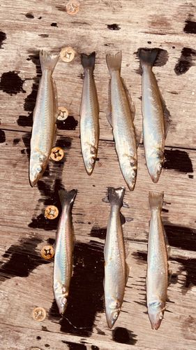 シロギスの釣果