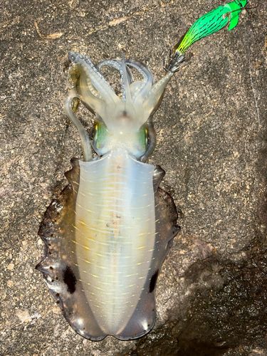 アオリイカの釣果