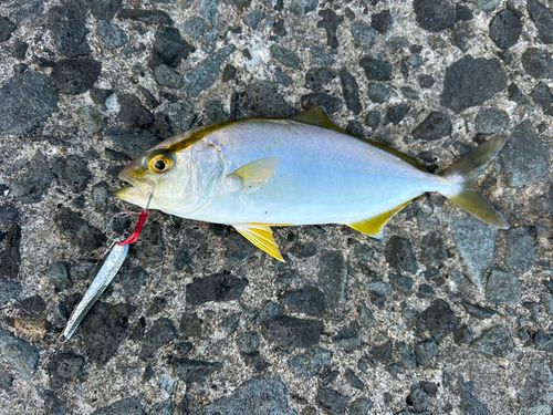 ショゴの釣果