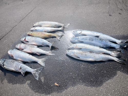 アキアジの釣果