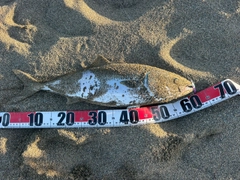 ワラサの釣果