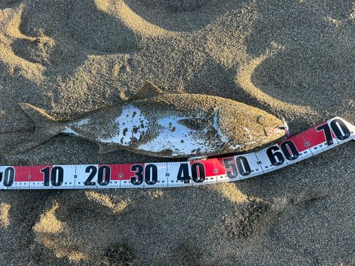 ワラサの釣果