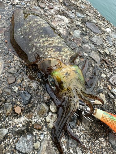 アオリイカの釣果
