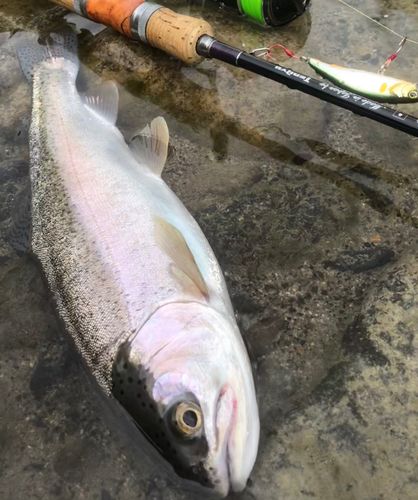 ニジマスの釣果