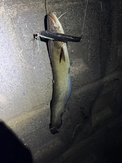 マナマズの釣果