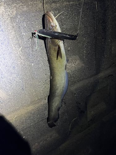 マナマズの釣果