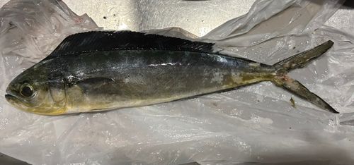 シイラの釣果