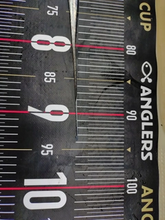 タチウオの釣果