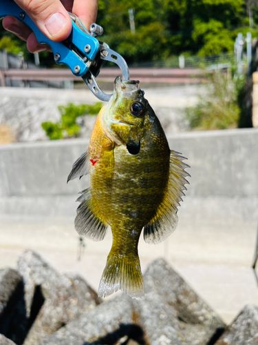 ブルーギルの釣果