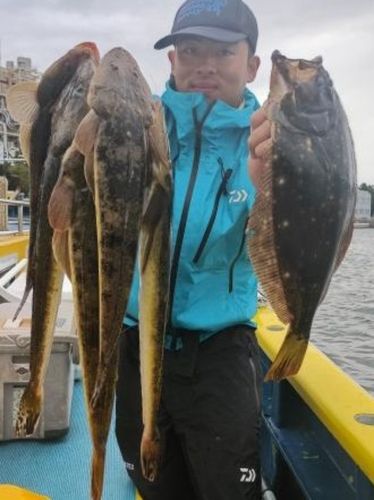 マゴチの釣果