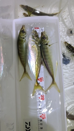 アジの釣果