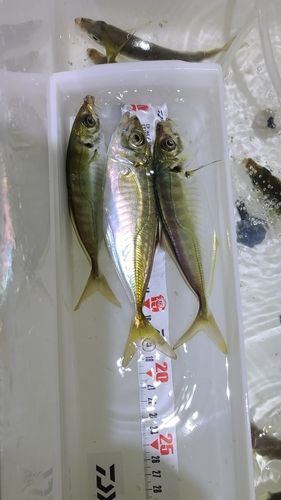 アジの釣果
