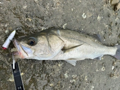 フッコ（マルスズキ）の釣果
