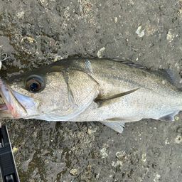 フッコ（マルスズキ）