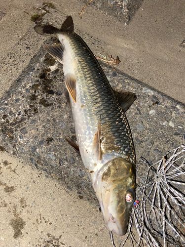 ニゴイの釣果