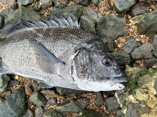 チヌの釣果
