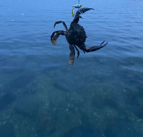 カニの釣果