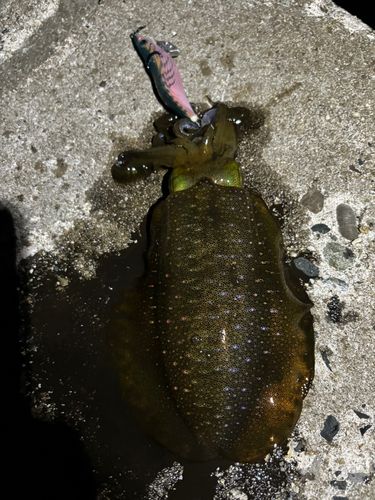 アオリイカの釣果