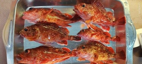 ガシラの釣果