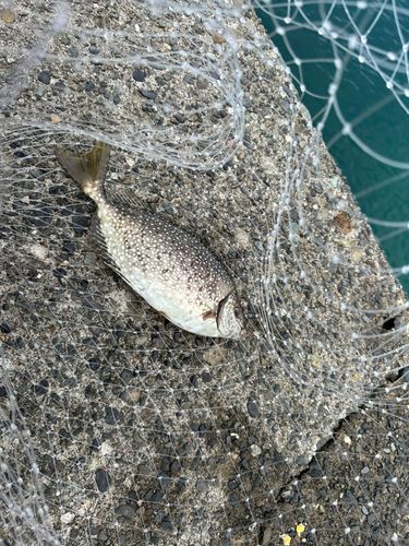 アイゴの釣果