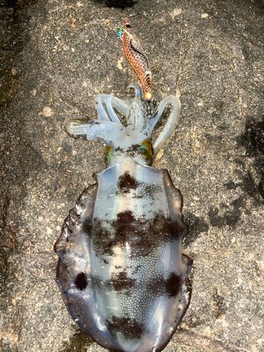 アオリイカの釣果