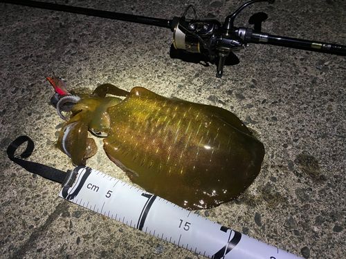 アオリイカの釣果