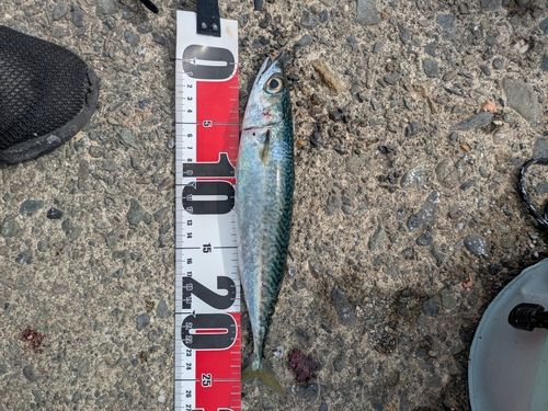サバの釣果
