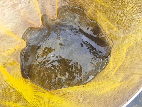 ナマズの釣果