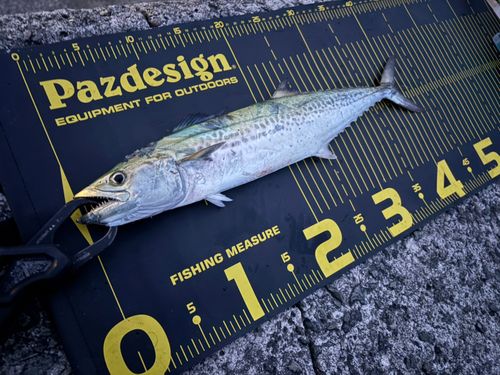 サゴシの釣果