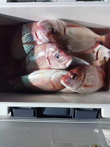 マダイの釣果
